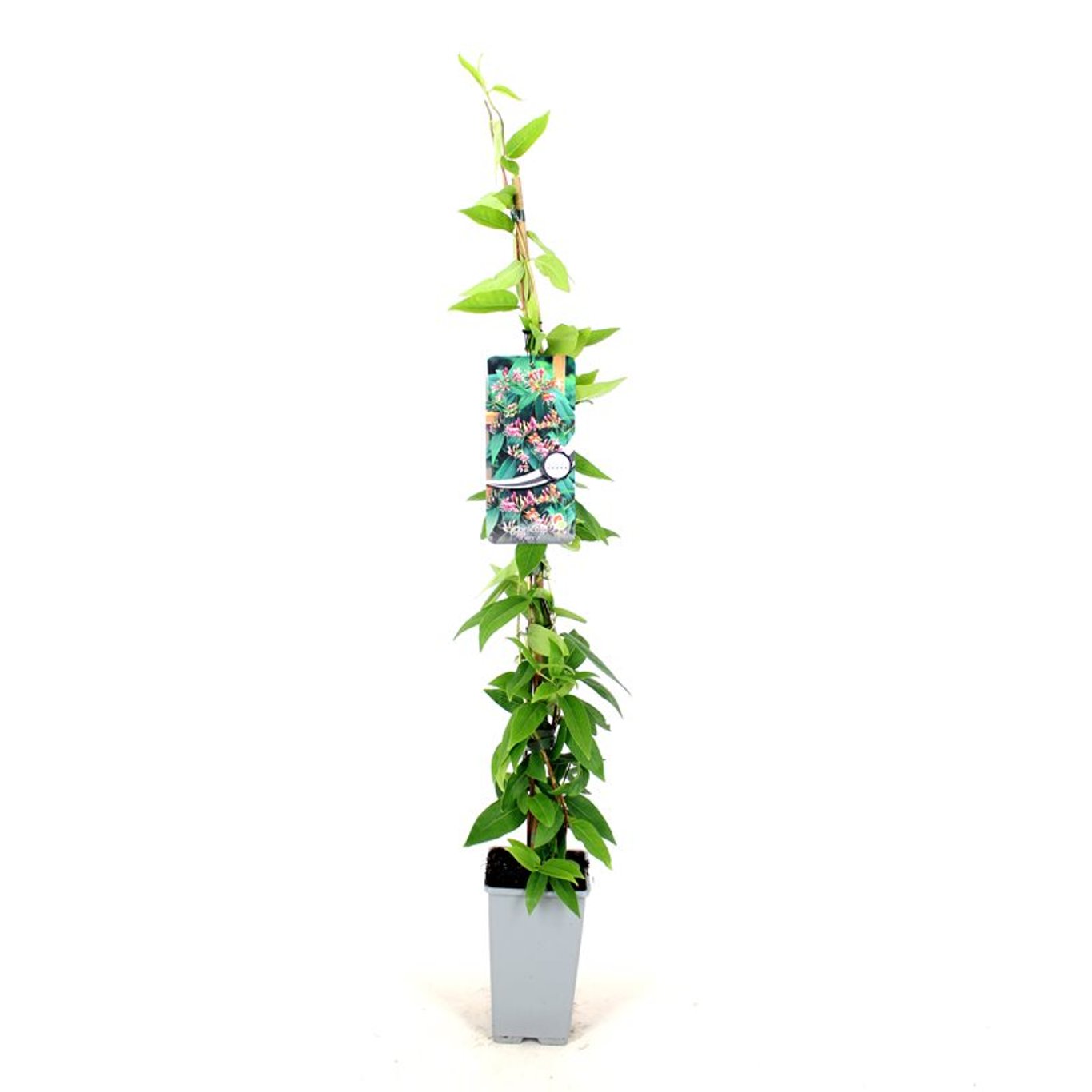 Lonicera henryi - C2 80-100 CM Stick